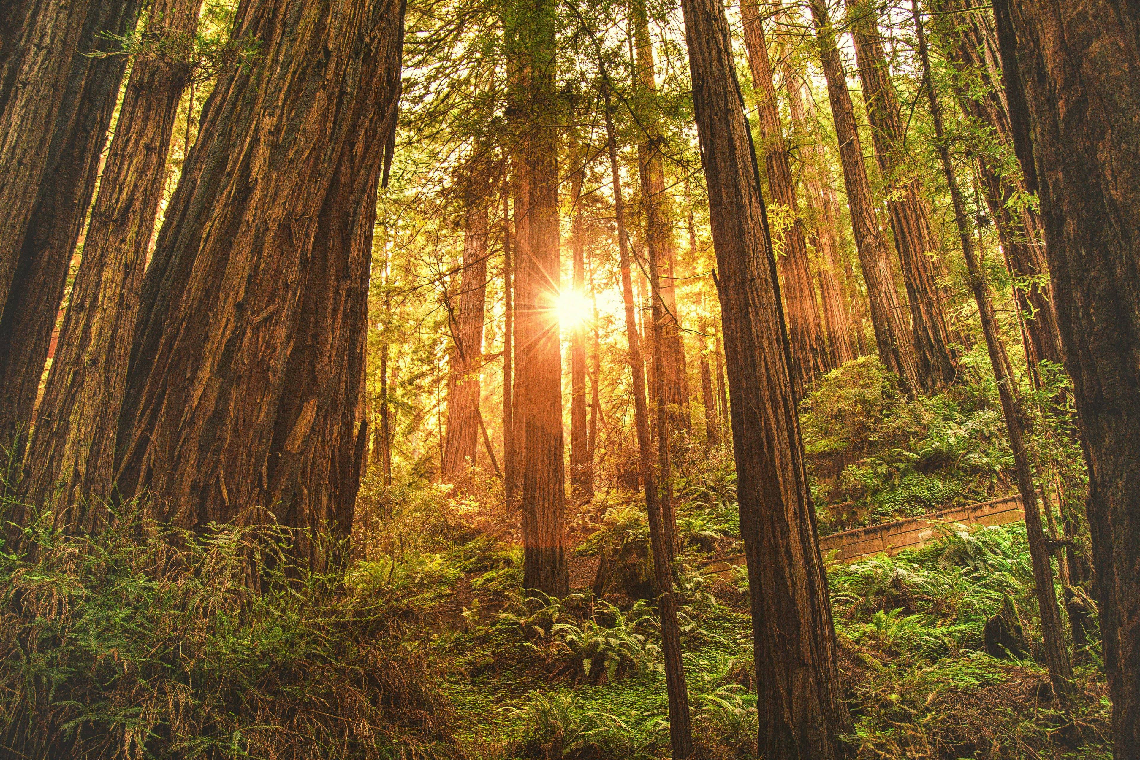 Big Sur, California